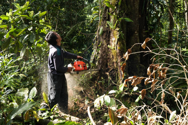 Best Affordable Tree Service  in Olympia, WA